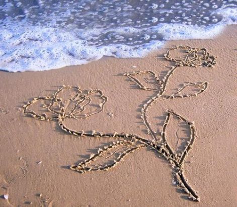 beach_flower.jpg