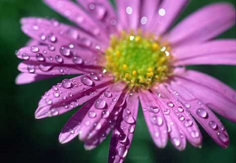 summer_rain_flower.jpg